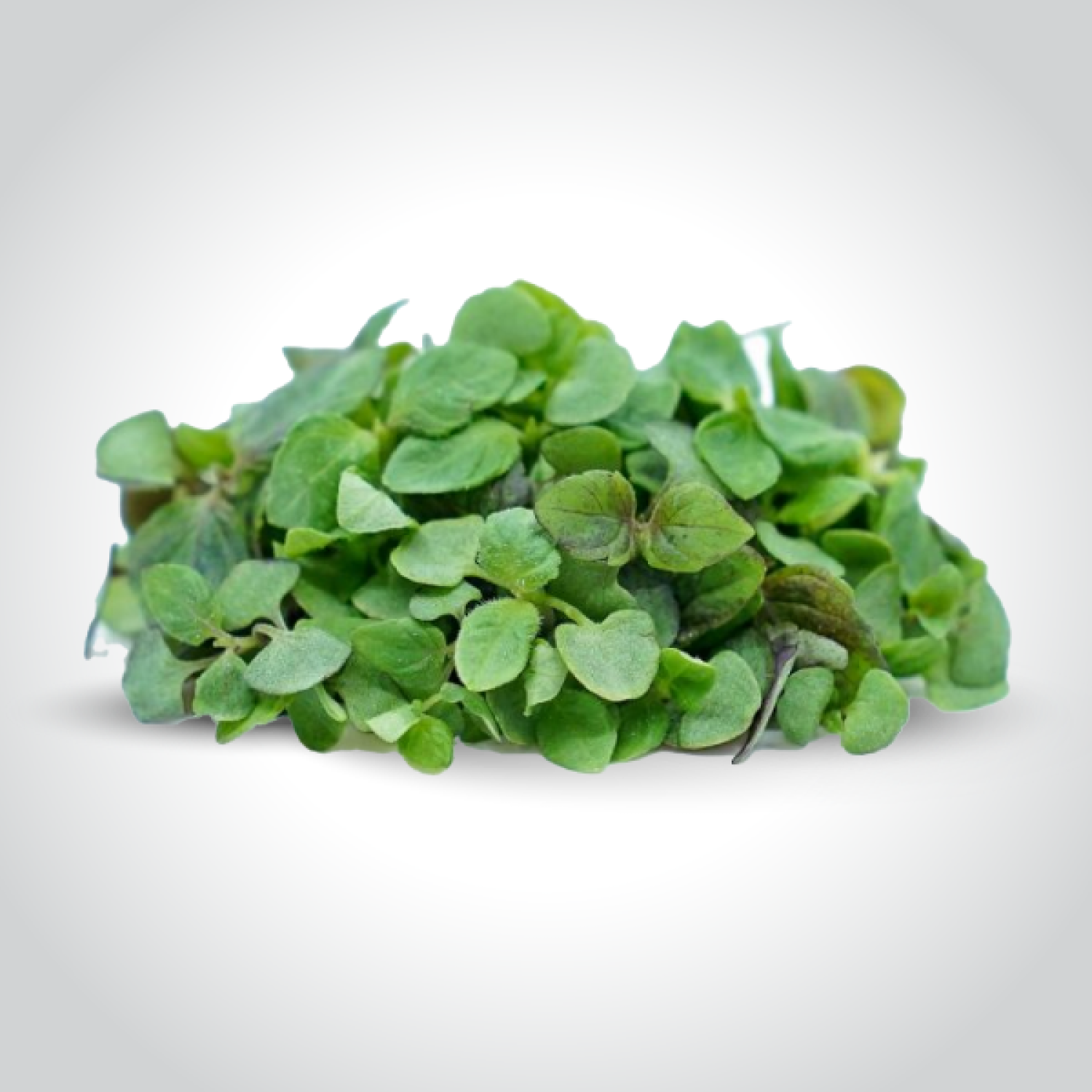 CRESS SHISO كريس سيشو الهولندي