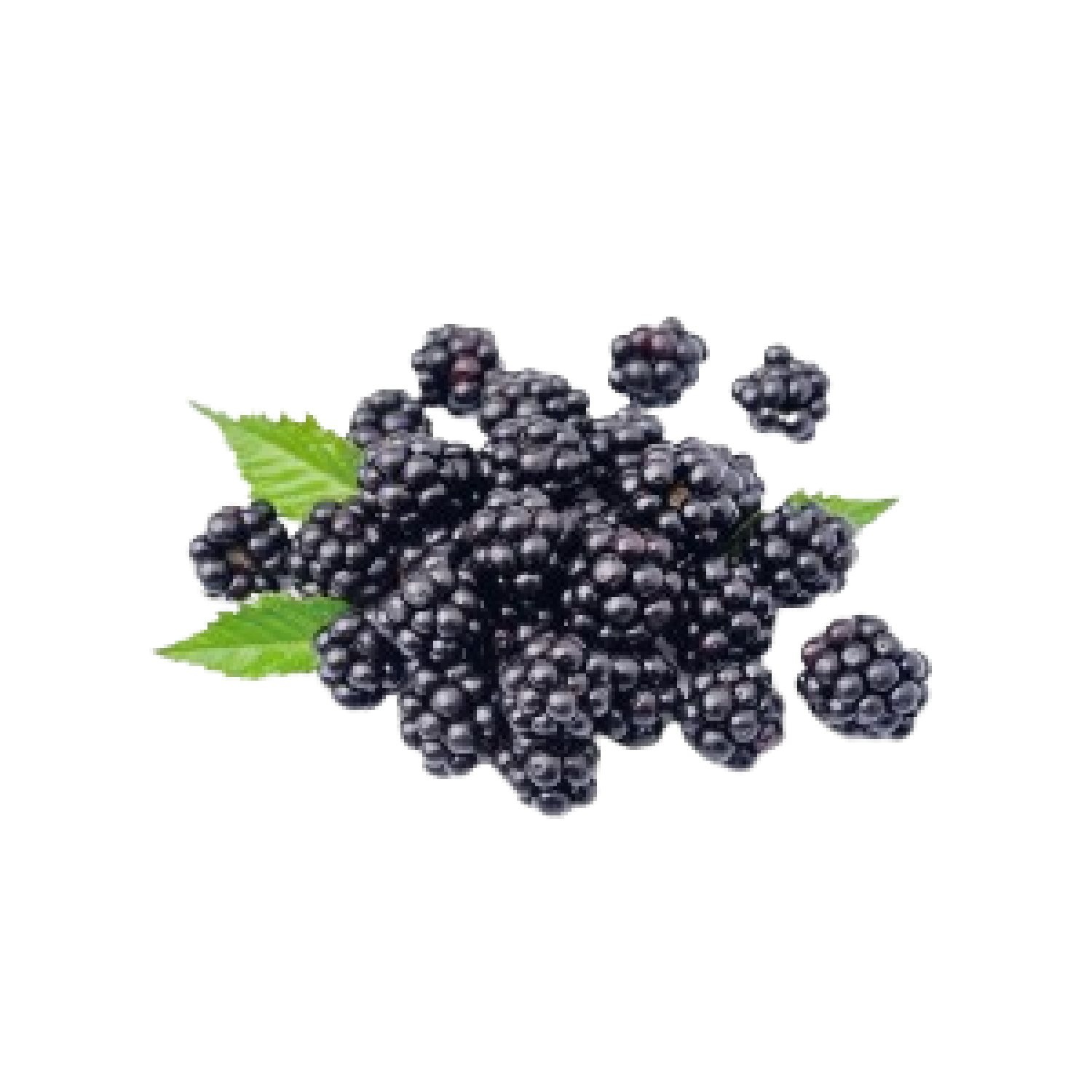 توت اسود امريكي