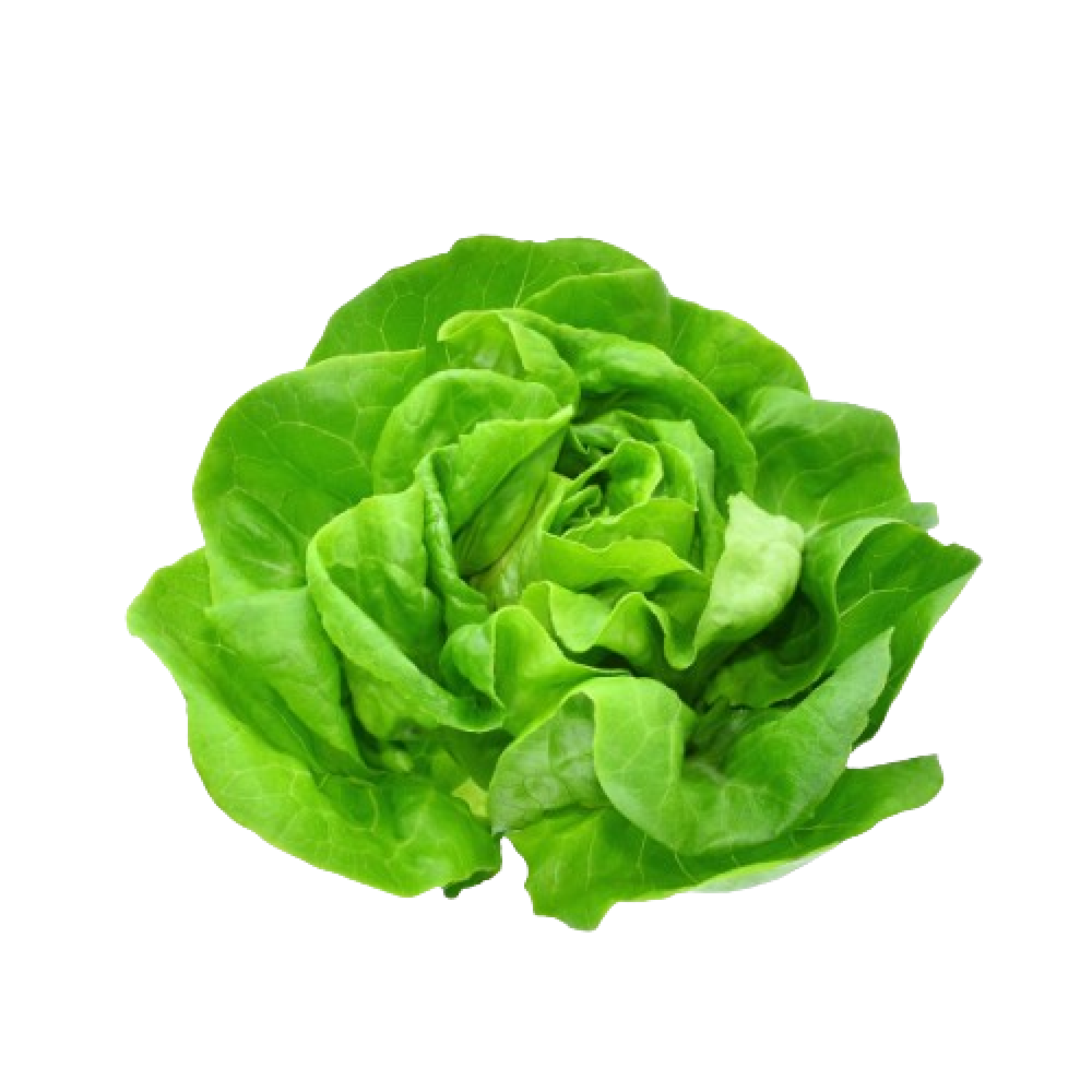 lettuce boston holland