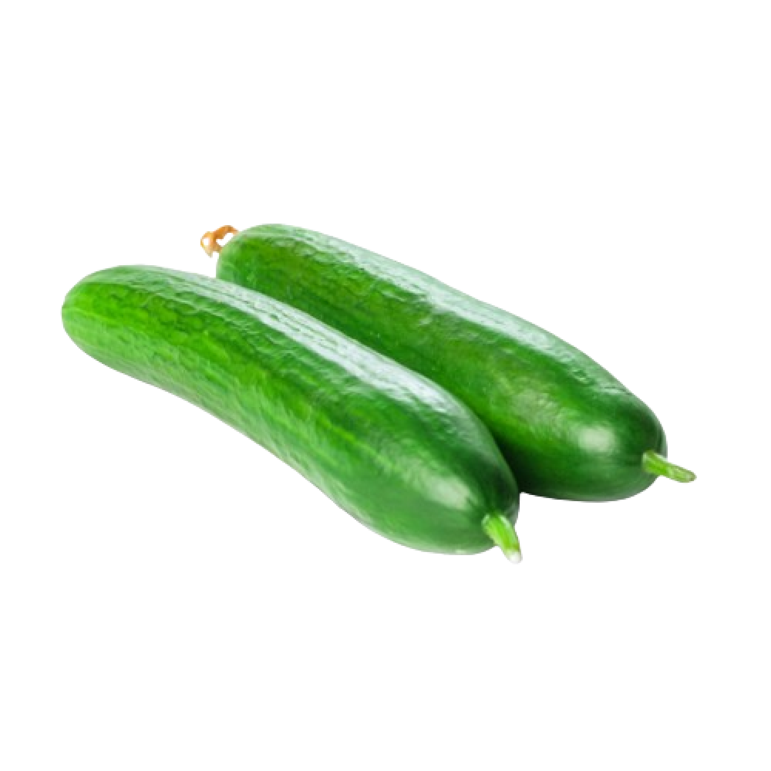 cucumber holland
