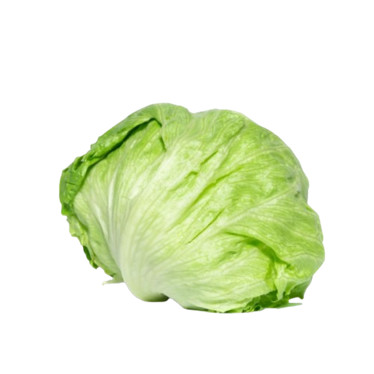 Iceberg الخس الامريكي الاخضر