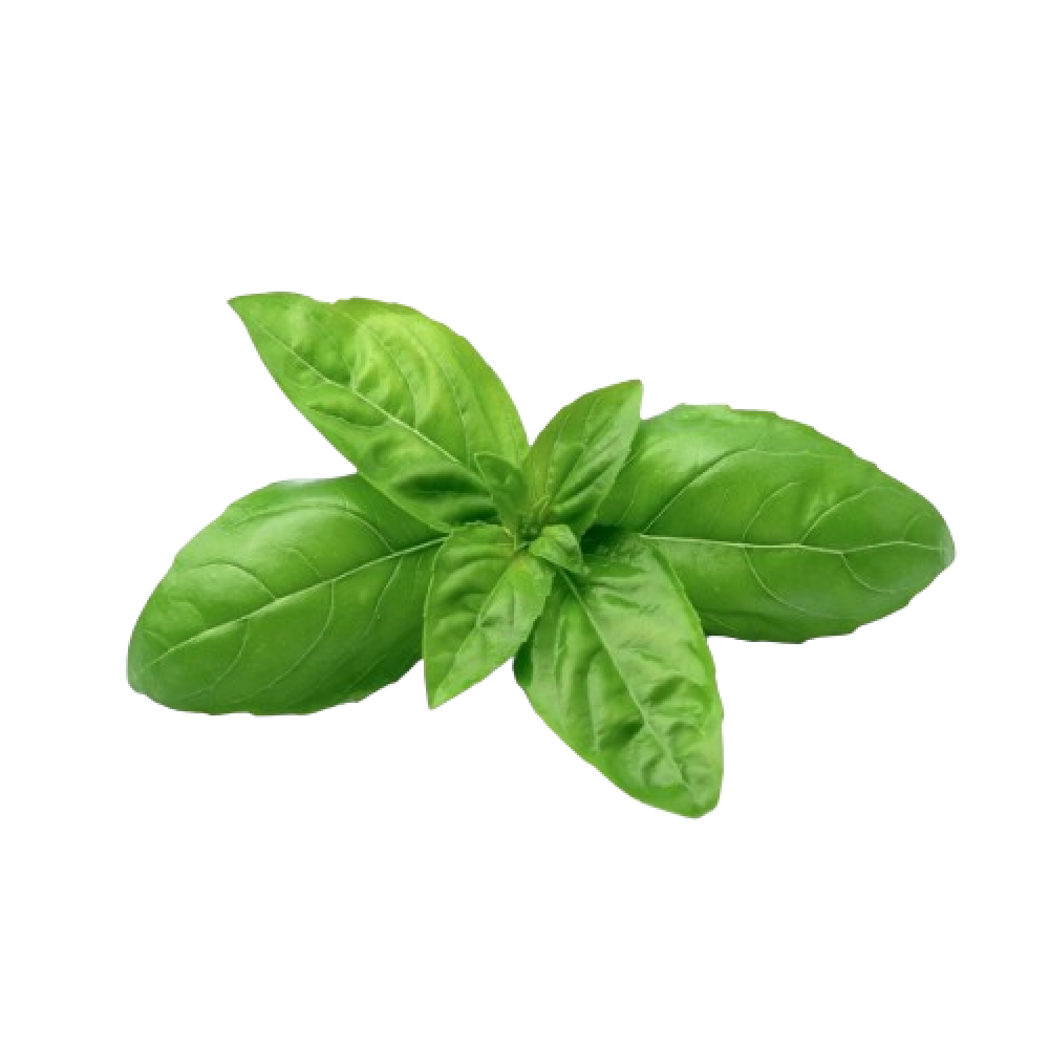 ريحان هولندي