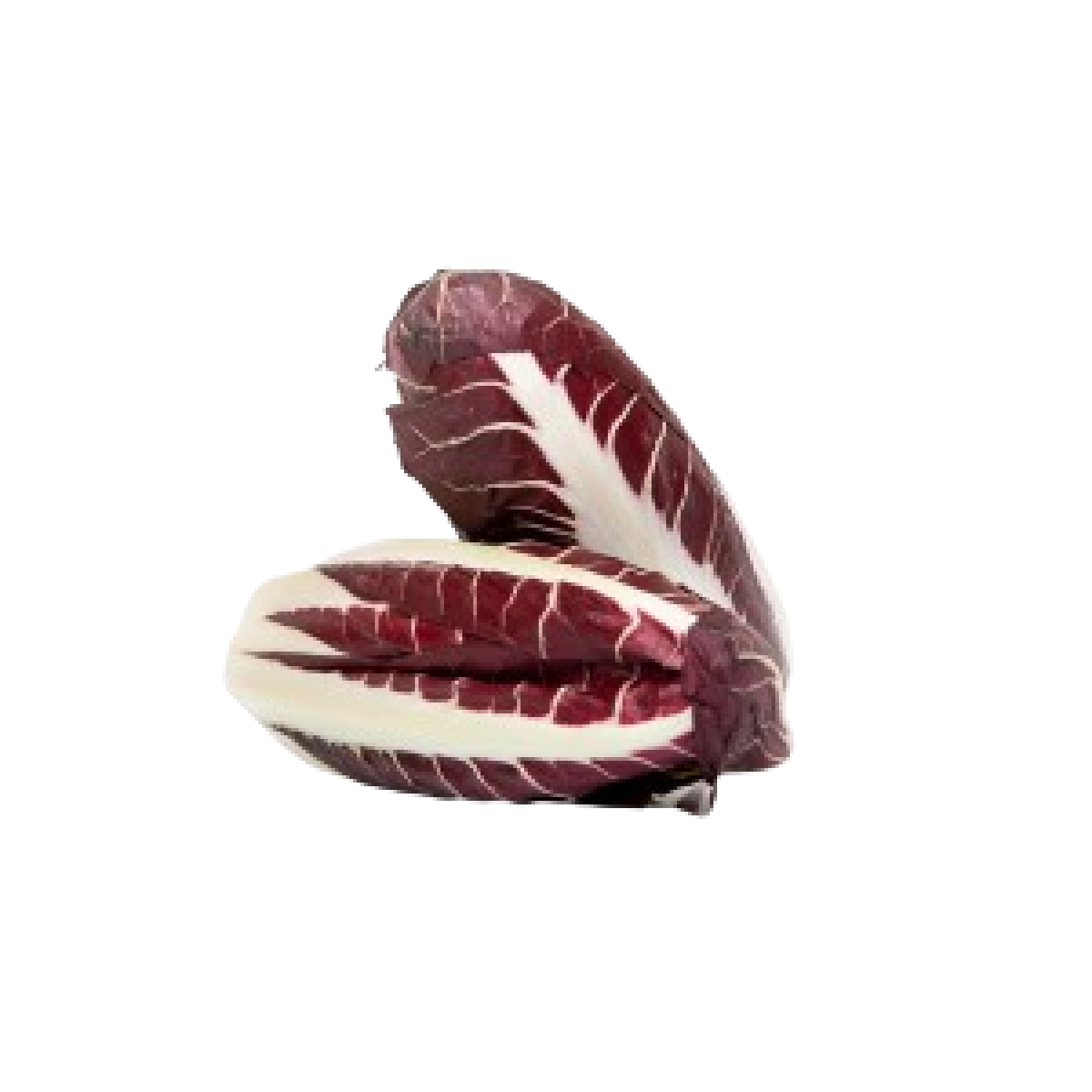 CHICORY ( ENDIVE ) RED HOLLAND