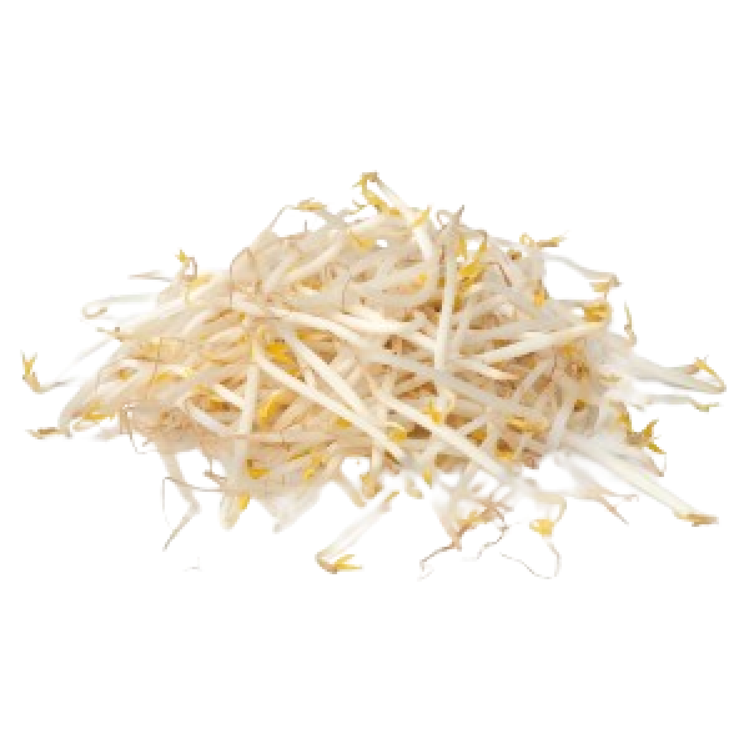 حلبة هولندية
