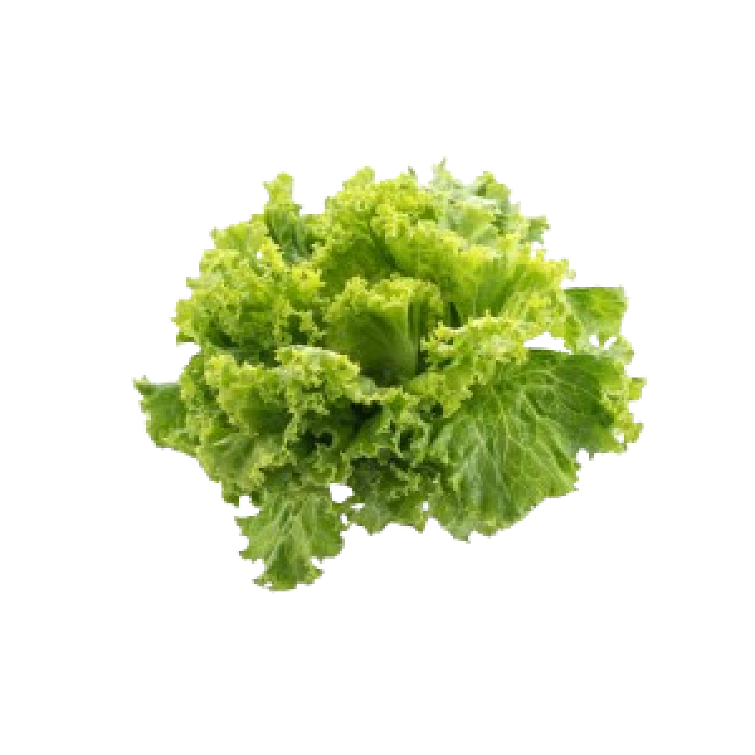 خس لولو بيوندا الهولندي