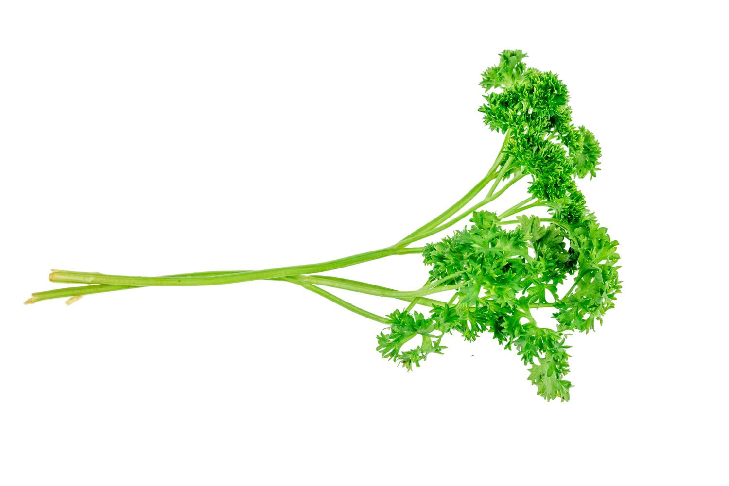 PARSLEY CURLY HOLLAND