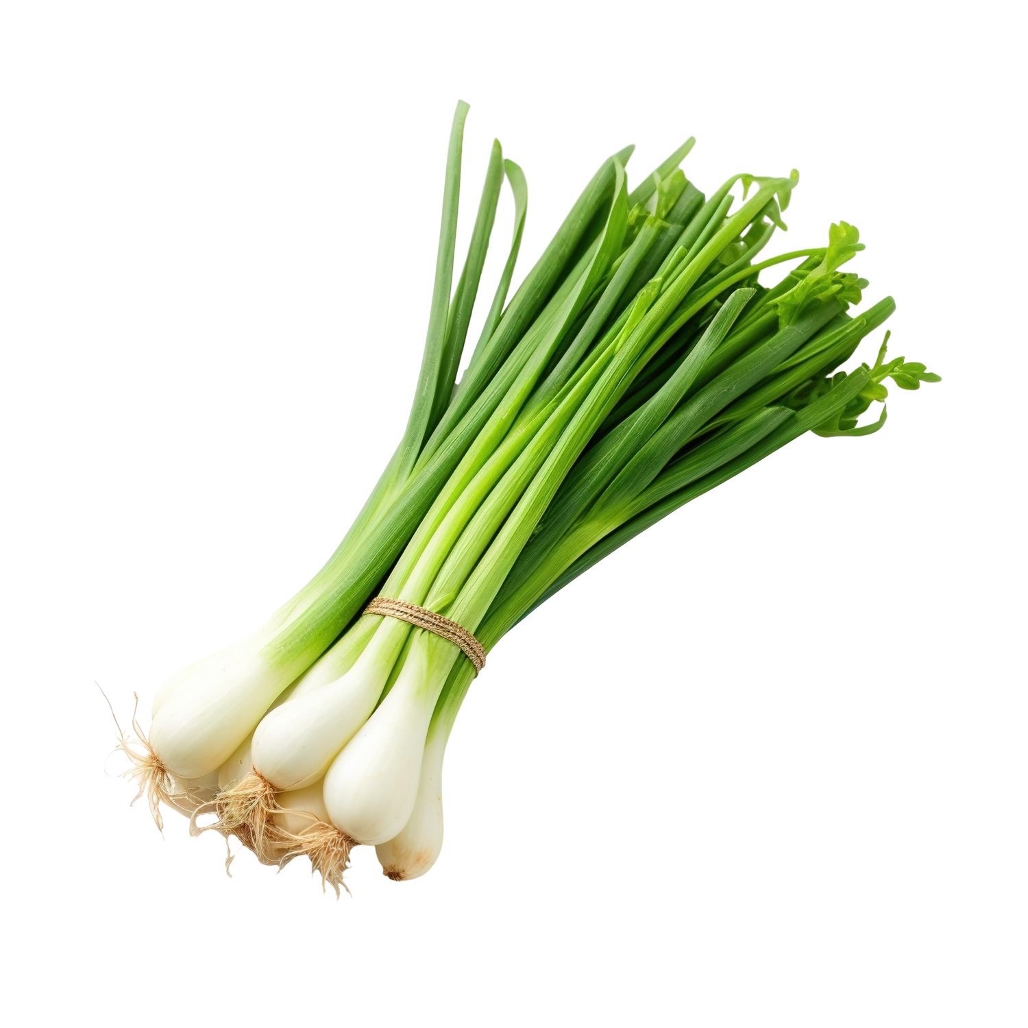 SPRING ONION