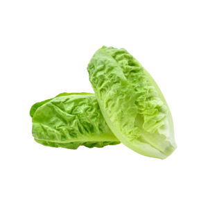 LETTUCE LITTLE GEM HOLLAND 
