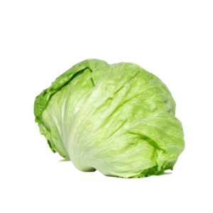 Iceberg الخس الامريكي الاخضر