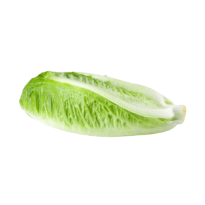 LETTUCE ROMAINE HEART USA