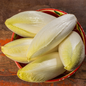 chicory Holland